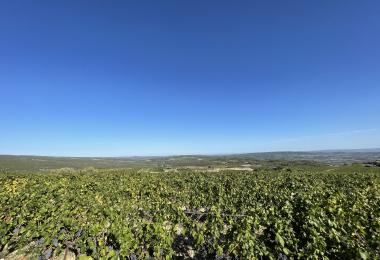 Vignes domaine viticole languedoc Hérault