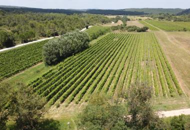 vignes domaine viticole languedoc biodynamie