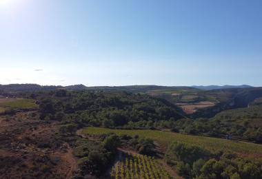 Vue domaine viticole languedoc hérault