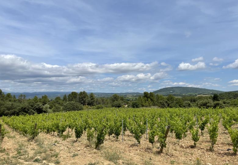 Vignoble domaine minervois