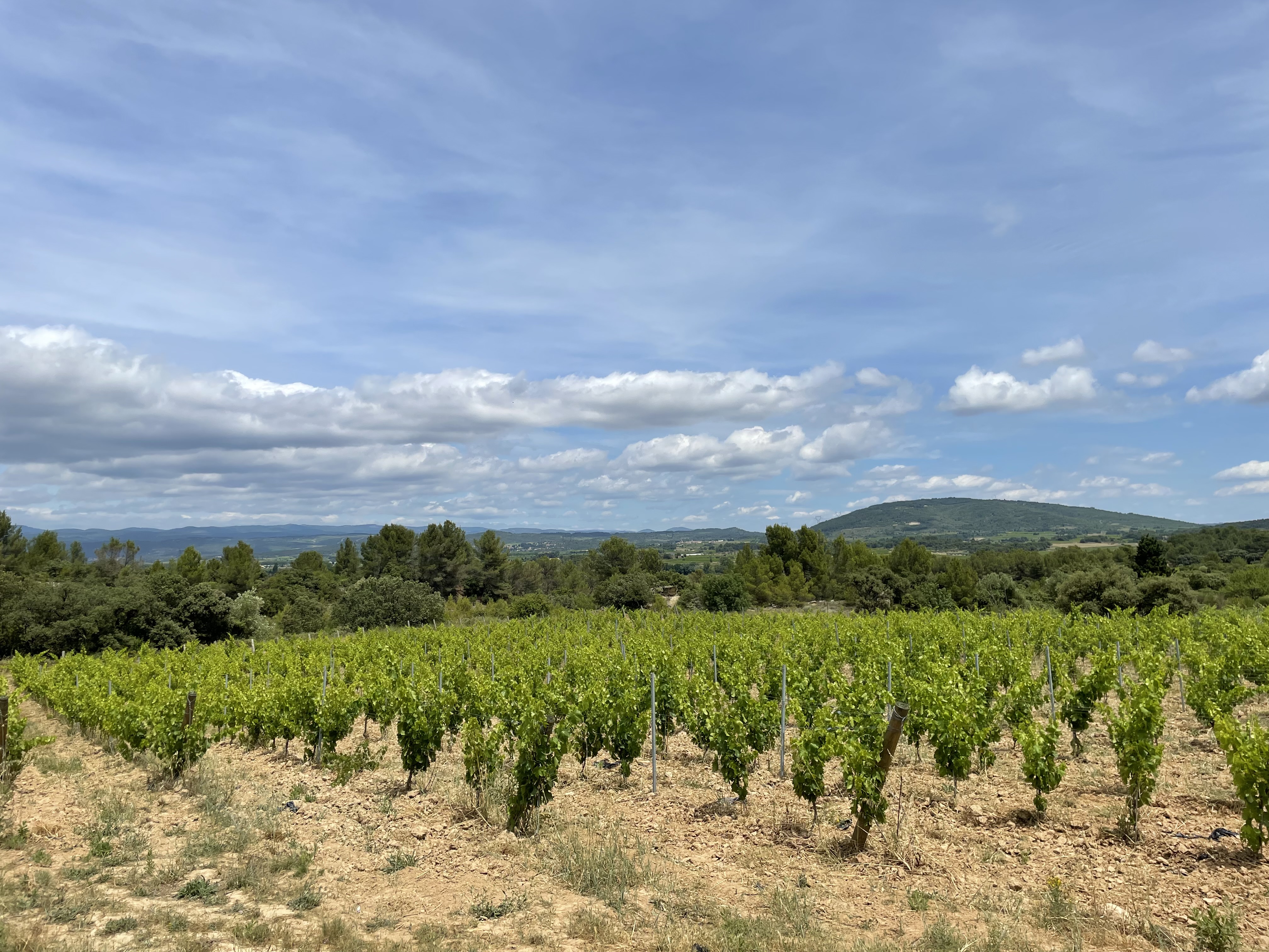 Vignoble domaine minervois