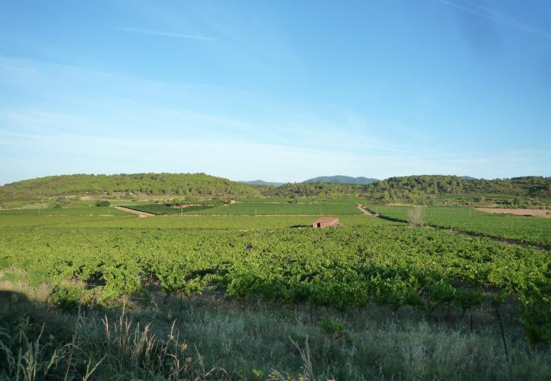 Vignes du domaine à vendre à Saint Chinian