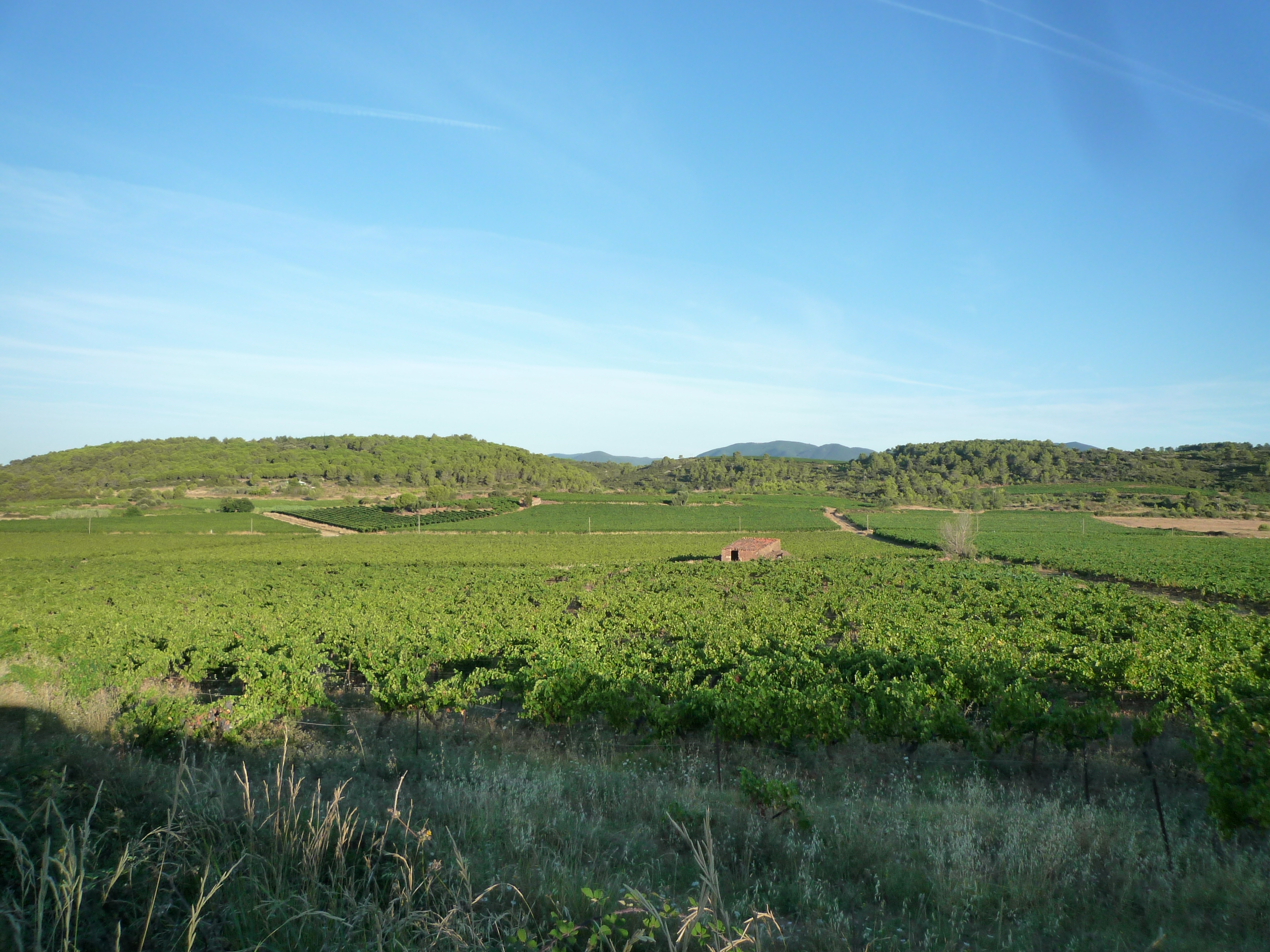 Vignes du domaine à vendre à Saint Chinian