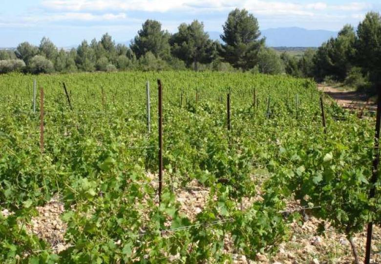 Vignes du vignoble bio à vendre minervois