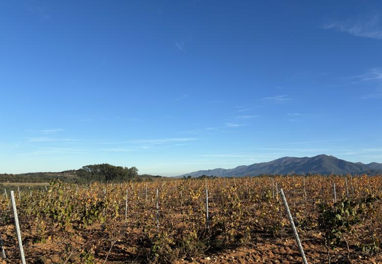 Vignes du magnifique domaine Pyrénées orientales