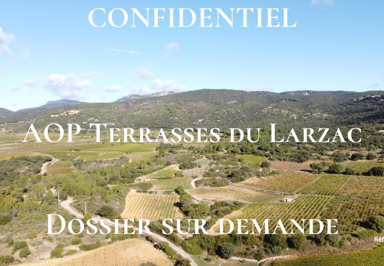 Vignes domaine viticole à vendre en AOP terrasses du larzac