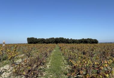 Vignes Domaine viticole bio en Cru Cotes du Rhone à vendre