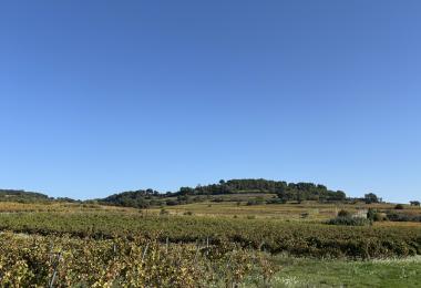 Vignes Domaine viticole bio en Cru Cotes du Rhone à vendre