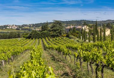 Domaine viticole en AOP Ventoux dans le Vaucluse a vendre Vignes