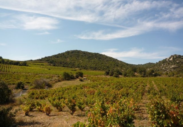 66, Magnifique vignoble de 11 ha 36 a d’un seul tenant sur un beau terroir d’altitude 