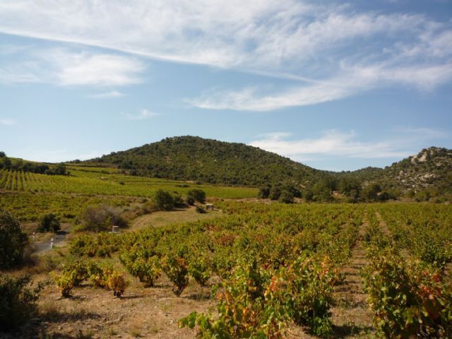 66, Magnifique vignoble de 11 ha 36 a d’un seul tenant sur un beau terroir d’altitude 