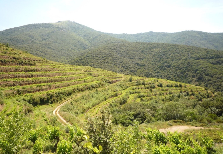 Vignoble à vendre en AOP Collioure