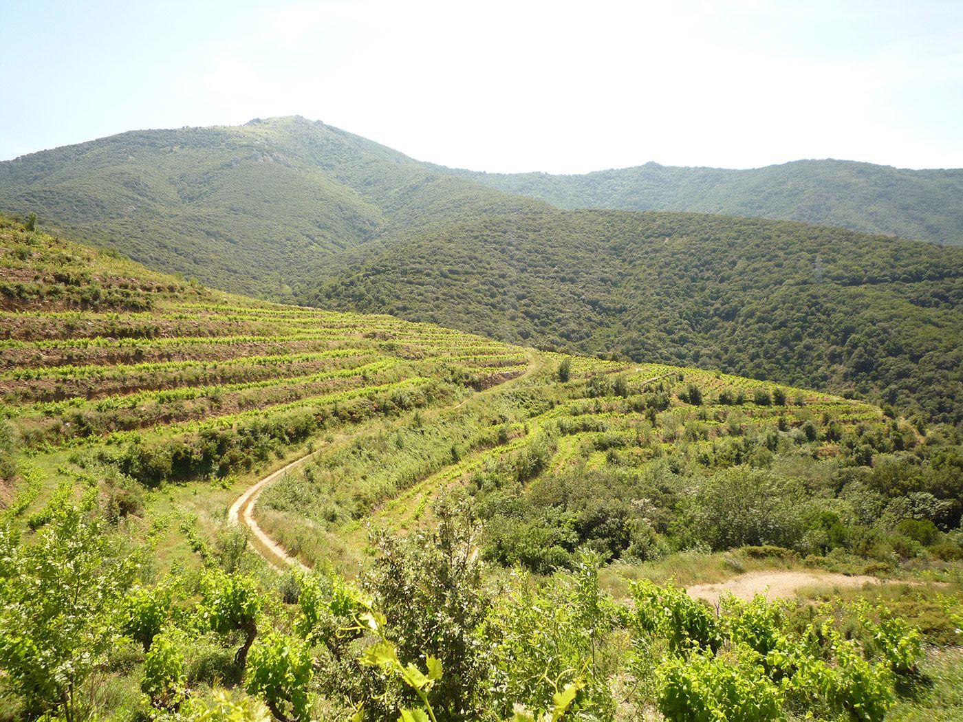 Vignoble à vendre en AOP Collioure