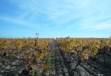 Domaine viticole en AOP Corbières et IGP, 40 hectares de vignes et champs avec un excellent emplacement commercial 