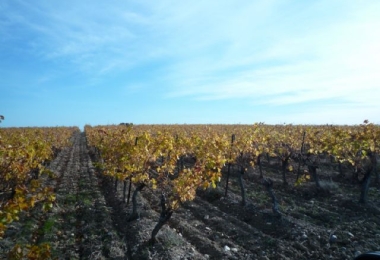 Domaine viticole en AOP Corbières et IGP, 40 hectares de vignes et champs avec un excellent emplacement commercial 