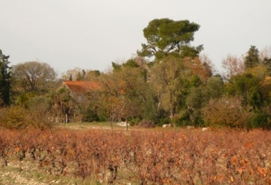 Domaine viticole en AOP Corbières et IGP, 40 hectares de vignes et champs avec un excellent emplacement commercial 