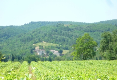 Domaine au coeur du vignoble