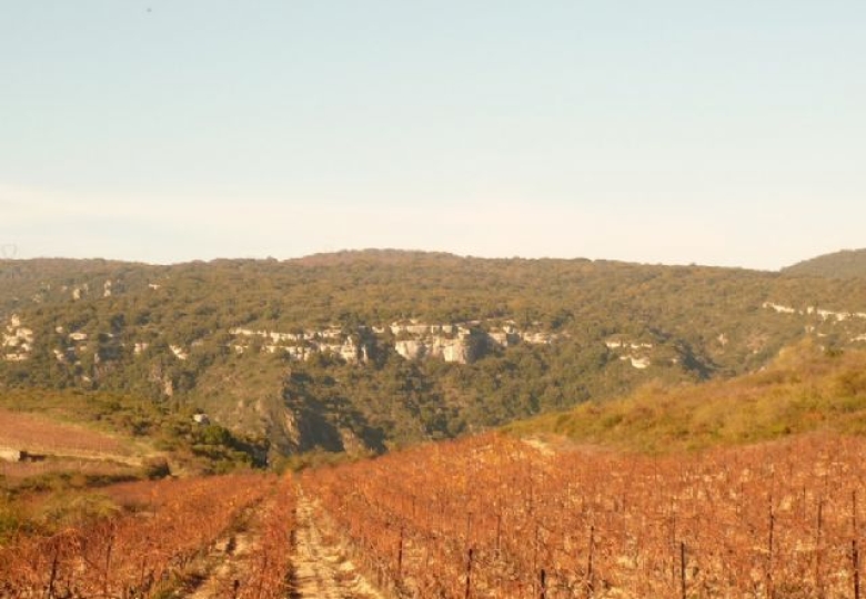 34, Hérault, Languedoc, Vignoble, AOP Minervois 20 Ha 95 avec Cave de Vinification 