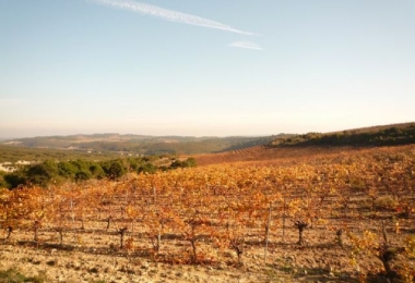 34, Hérault, Languedoc, Vignoble, AOP Minervois 20 Ha 95 avec Cave de Vinification 