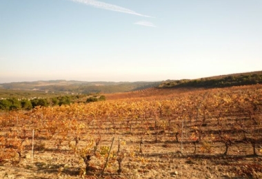 34, Hérault, Languedoc, Vignoble, AOP Minervois 20 Ha 95 avec Cave de Vinification 