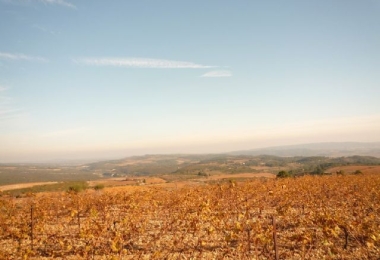 34, Hérault, Languedoc, Vignoble, AOP Minervois 20 Ha 95 avec Cave de Vinification 