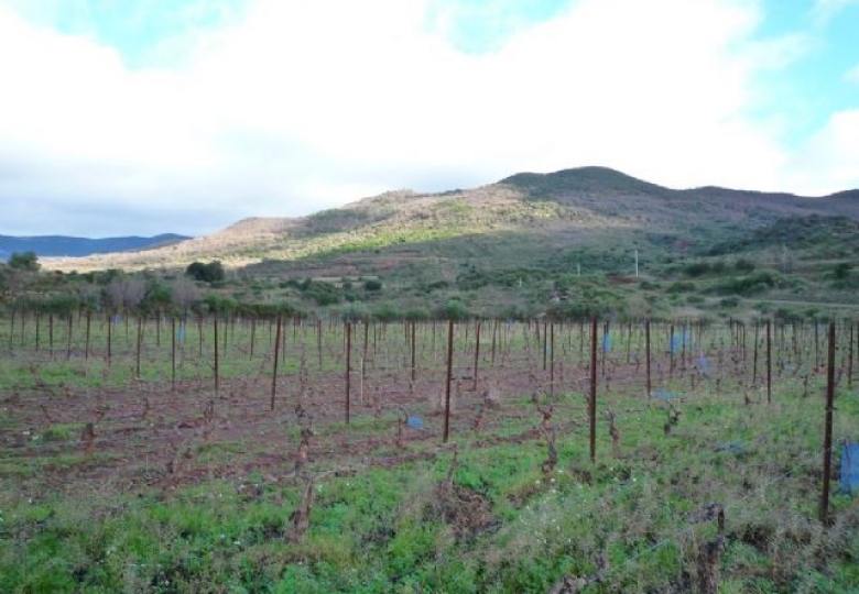 34, Languedoc, Hérault, Vignoble  en AOP Terrasses du Larzac, bio 