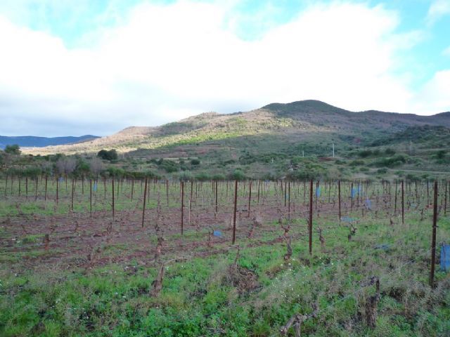 34, Languedoc, Hérault, Vignoble  en AOP Terrasses du Larzac, bio 