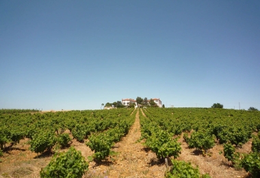 Vignoble sur un terroir argilo-calcaire en AOP Rivesaltes et AOP Côtes du Roussillon