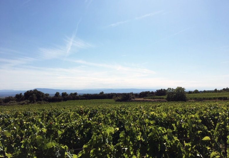 VENDU PAR LES CHEMINS DU SUD - Charmant domaine viticole à vendre en Occitanie en bio. Grands terroirs vues panoramiques. 