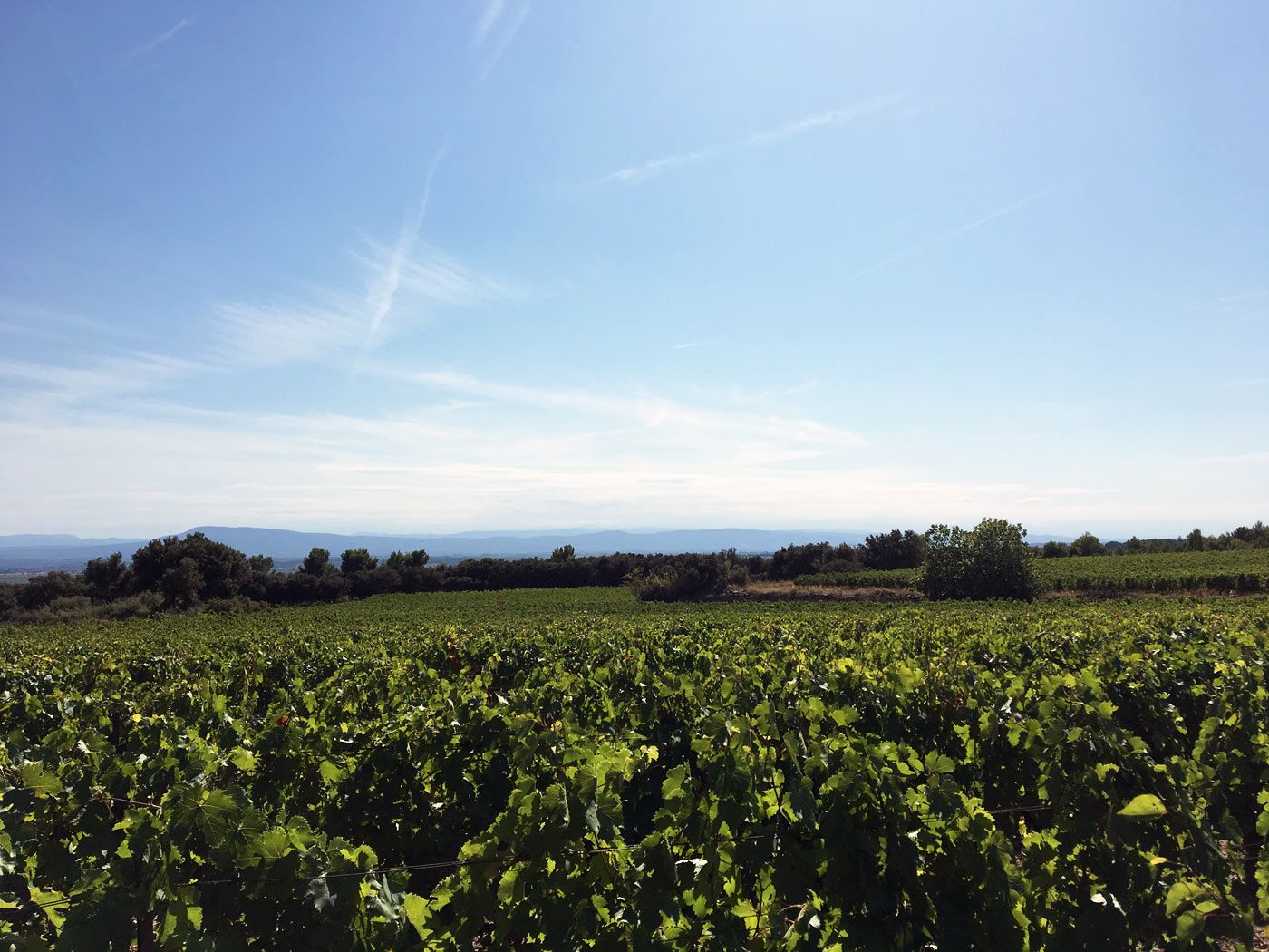 VENDU PAR LES CHEMINS DU SUD - Charmant domaine viticole à vendre en Occitanie en bio. Grands terroirs vues panoramiques. 