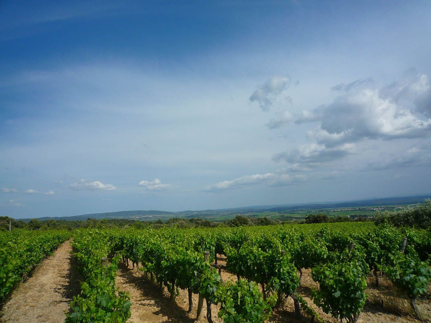 Charmant domaine agrotouristique produisant de grands vins Bio 