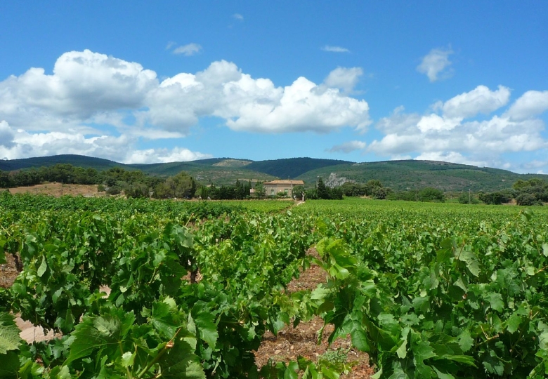 Domaine viticole en AOP Minervois avec 18ha de vignes.